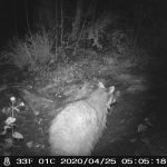 Raccoon on night vision camera looks at fence on trail