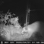 Night vision picture of raccoon walking through backyard