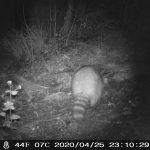 Back view of raccoon on trail night camera.