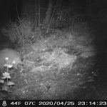 Raccoon on night vision trail camera picks up piece of cornbread