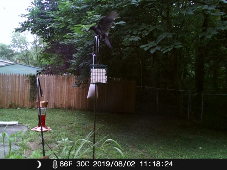 Grackle on suet feeder spreading wings