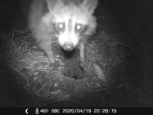 Night vision trail camera picture of a racoon at the entrance of it's den