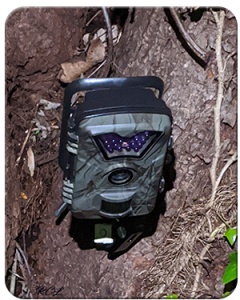 Trail camera set up on tree in use.