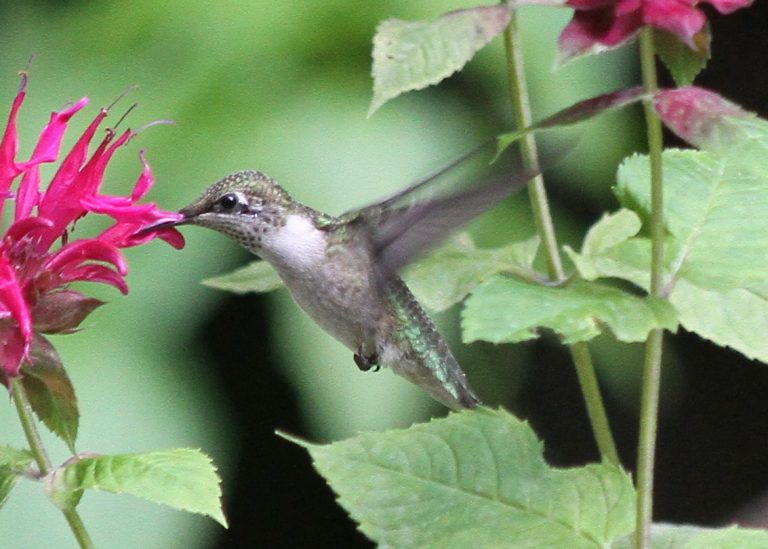 Ruby Throated Hummingbird feeding at pink blossom.