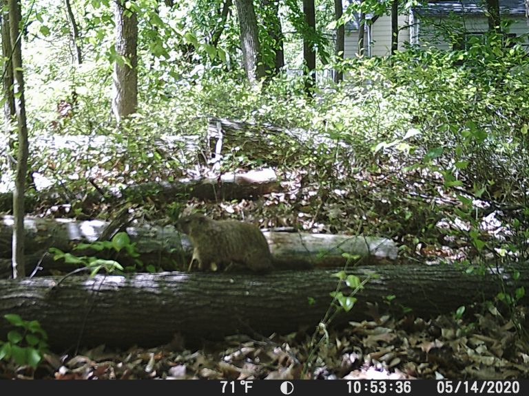 Ground hog pauses on downed log in South Jersey woods.