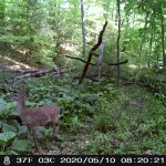 Deer looks at camera in woods on Brace Road Cherry Hill NJ