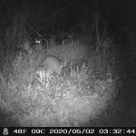 Pair of raccoons ambling through a clearing in the brush at Cooper River