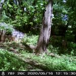 Herd of deer by Cooper River Trail in South Jersey