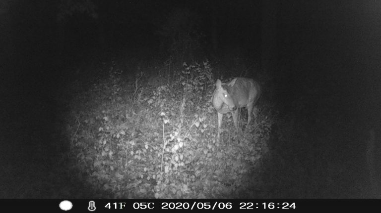 Deer in woods on night vision camera Brace Rd.