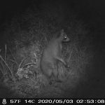 Raccoon standing in the trail looking into the dark.