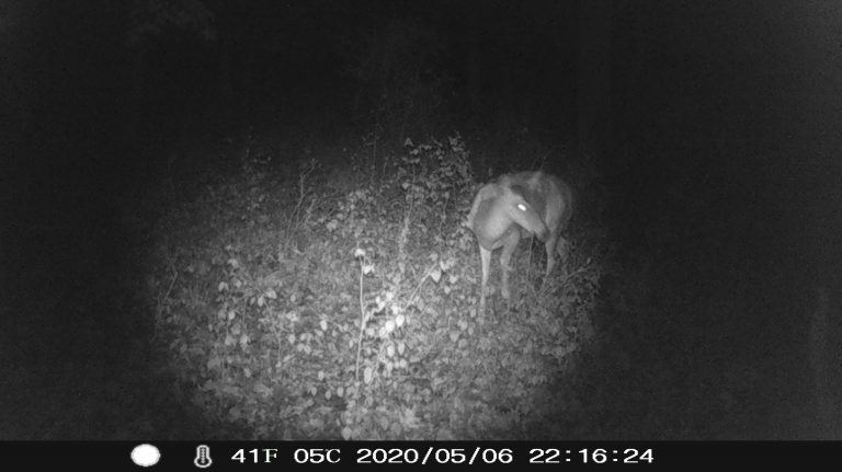 Deer at night Brace Rd .