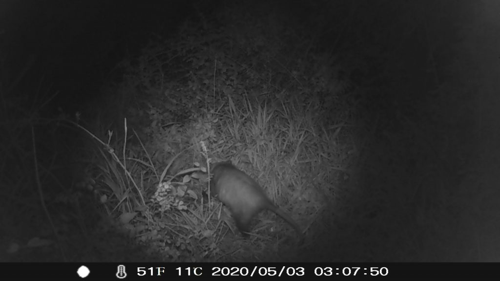 Rear view opossum night vision trail cam.