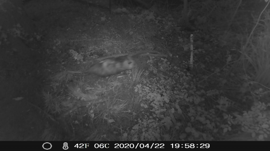 Opossum runs across frame night vision trail cam