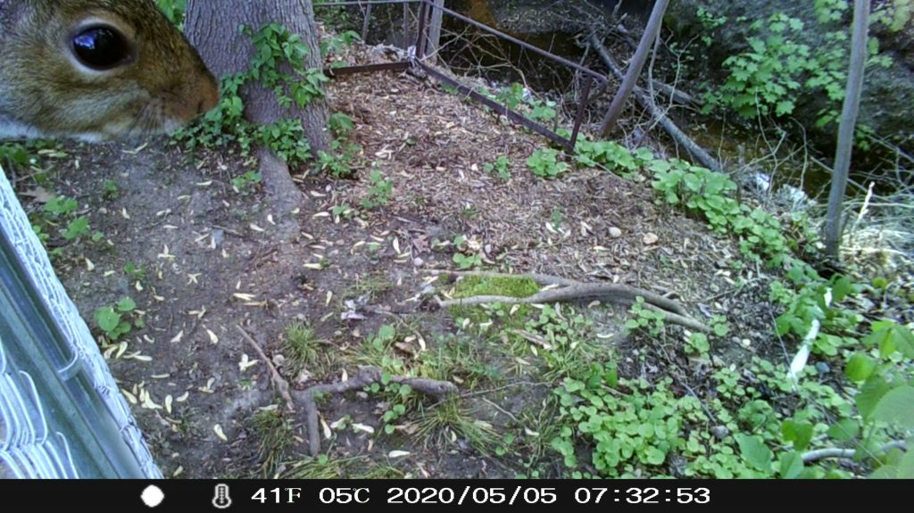 Squirrel peeks in the corner of the frame into the lens