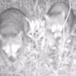 Pair of raccoons walking up trail look into camera.