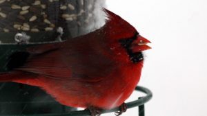 Cardinal perched at feeder in the snow.